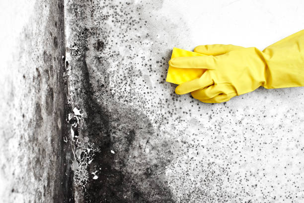 Best Industrial Mold Remediation in Dutch Island, GA