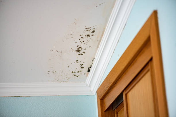 Best Commercial Mold Remediation in Dutch Island, GA
