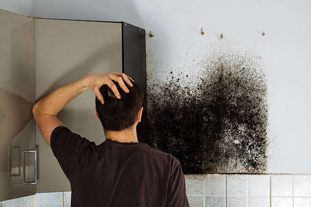 Best HVAC Mold Remediation in Dutch Island, GA