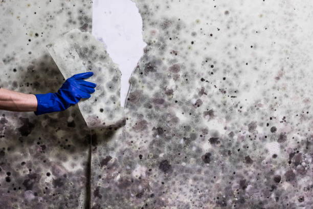 Best Kitchen Mold Remediation in Dutch Island, GA