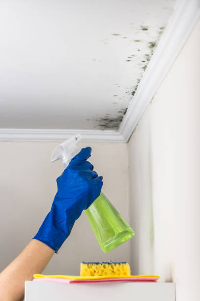 Best Bathroom Mold Remediation in Dutch Island, GA