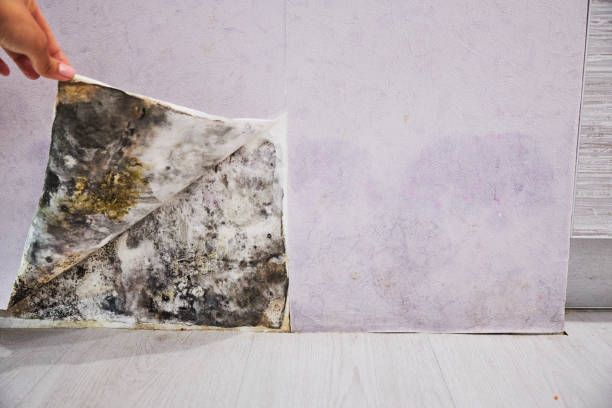 Best Post-Flood Mold Remediation in Dutch Island, GA